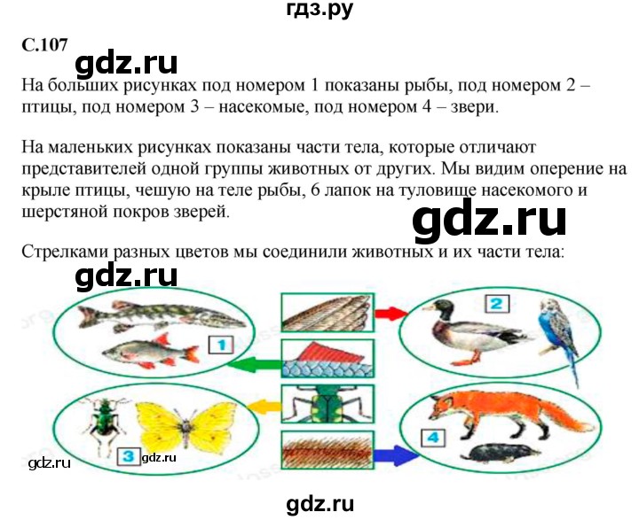 ГДЗ по окружающему миру 1‐2 класс Плешаков первый год обучения  часть 1. страница - 107, Решебник