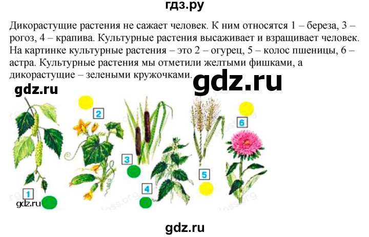 ГДЗ по окружающему миру 1‐2 класс Плешаков первый год обучения  часть 1. страница - 116, Решебник