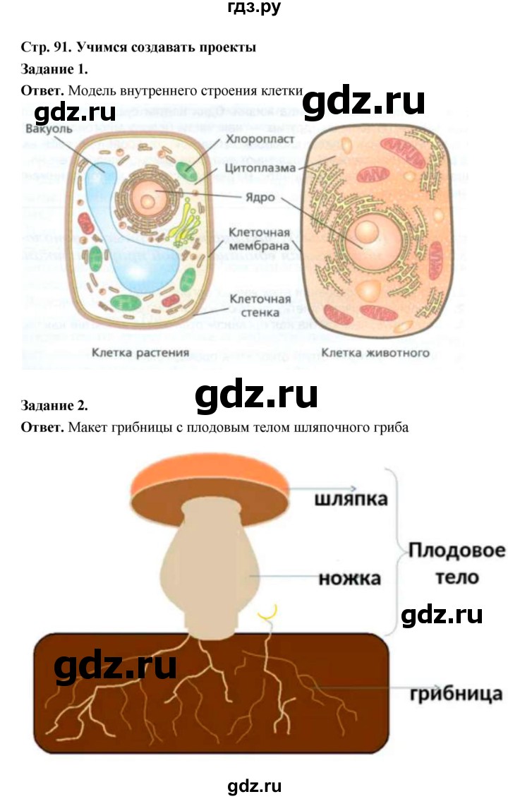 ГДЗ по биологии 5 класс  Пономарева  Базовый уровень параграф 16 (страница) - 91, Решебник
