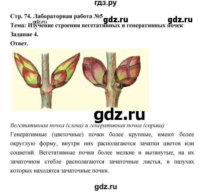 ГДЗ по биологии 6 класс  Пономарева  Базовый уровень параграф 11 (страница) - 74, Решебник