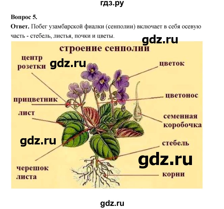 ГДЗ по биологии 6 класс  Пономарева  Базовый уровень параграф 11 (страница) - 75, Решебник