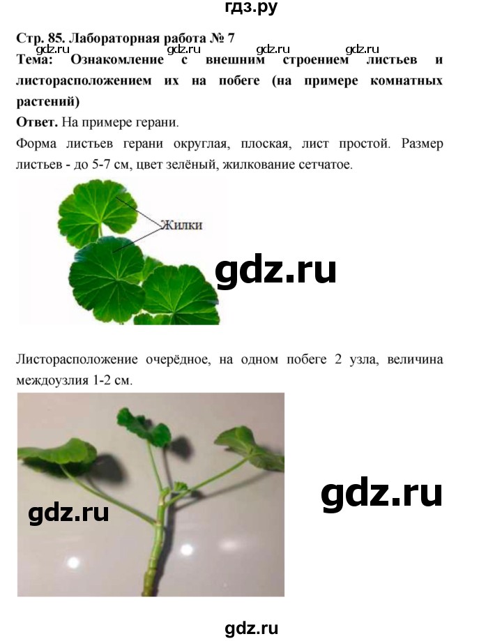 ГДЗ по биологии 6 класс  Пономарева  Базовый уровень параграф 13 (страница) - 85, Решебник