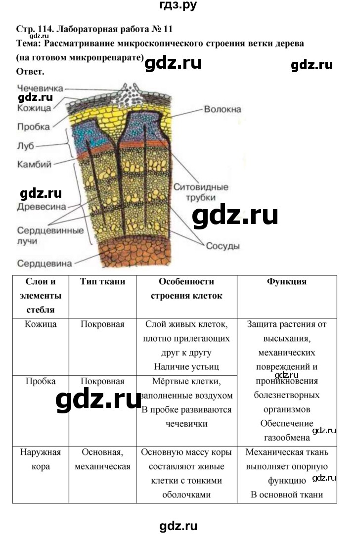 ГДЗ по биологии 6 класс  Пономарева  Базовый уровень параграф 19 (страница) - 114, Решебник
