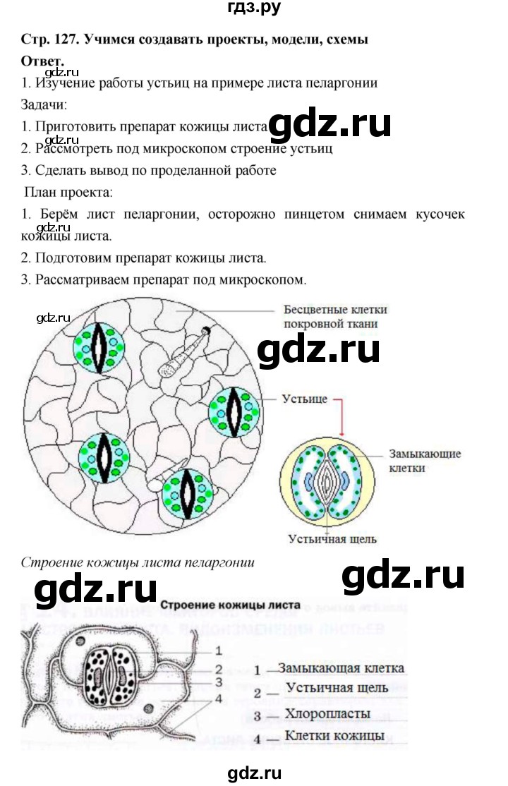 ГДЗ по биологии 6 класс  Пономарева  Базовый уровень параграф 20 (страница) - 127, Решебник