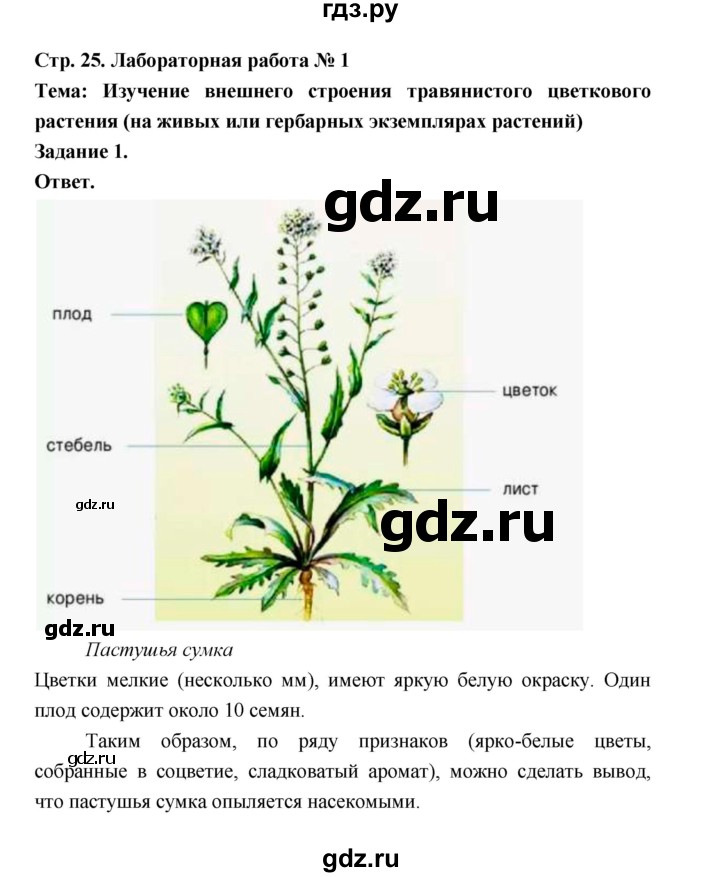 ГДЗ по биологии 6 класс  Пономарева  Базовый уровень параграф 3 (страница) - 25, Решебник