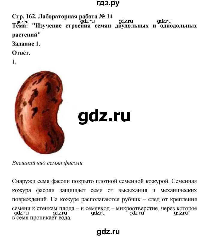 ГДЗ по биологии 6 класс  Пономарева  Базовый уровень параграф 25 (страница) - 162, Решебник