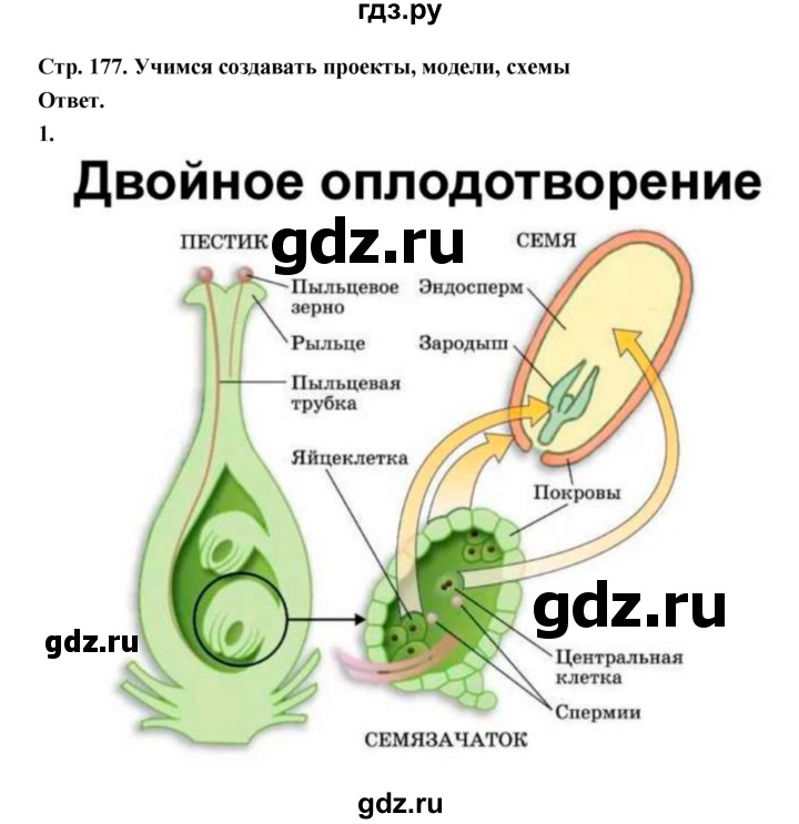 ГДЗ по биологии 6 класс  Пономарева  Базовый уровень параграф 27 (страница) - 177, Решебник