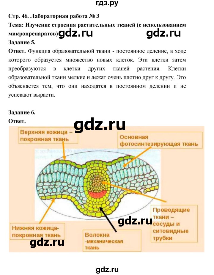 ГДЗ по биологии 6 класс  Пономарева  Базовый уровень параграф 7 (страница) - 46, Решебник