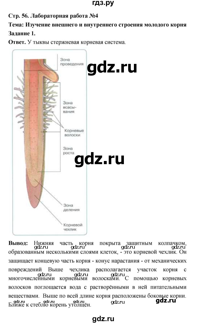 ГДЗ по биологии 6 класс  Пономарева  Базовый уровень параграф 8 (страница) - 56, Решебник
