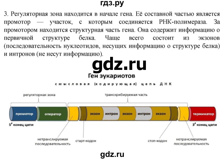 ГДЗ по биологии 10 класс Пасечник  Углубленный уровень §24 / проверьте себя - 3, Решебник