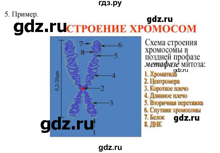 ГДЗ по биологии 10 класс Пасечник  Углубленный уровень §27 / проверьте себя - 5, Решебник