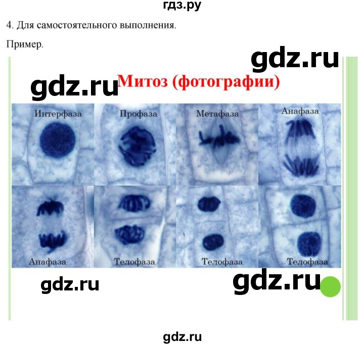 ГДЗ по биологии 10 класс Пасечник  Углубленный уровень §28 / проверьте себя - 4, Решебник