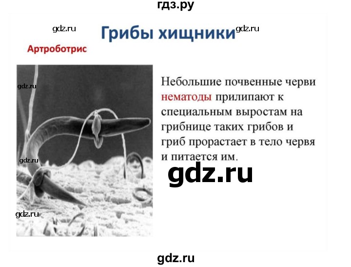 ГДЗ по биологии 10‐11 класс Агафонова  Базовый уровень §57 - 242, Решебник