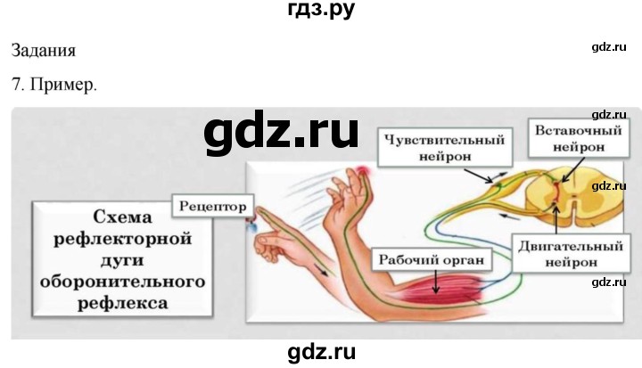 ГДЗ по биологии 9 класс Суматохин  Углубленный уровень часть 1 / §24 / задание - 7, Решебник