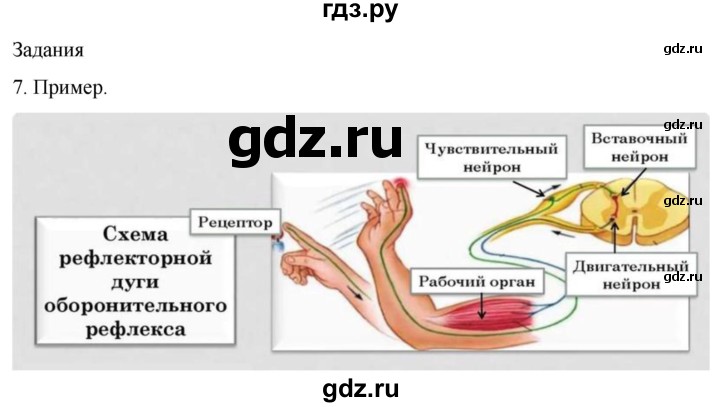 ГДЗ по биологии 9 класс Суматохин  Углубленный уровень часть 1 / §43 / задание - 7, Решебник
